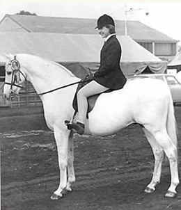 bwlch valentino horse show 250px