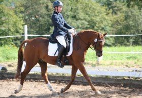 golden arrow 280px golden arrow 280px