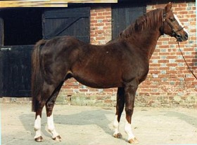 wingrove minkino_pic