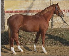 zitnas da vinci 280px