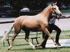 zitnas golden valentina 280px