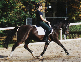 zitnas noblesse 280px