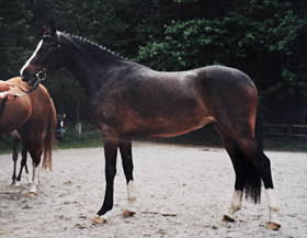 zitnas non chalence 280px_2