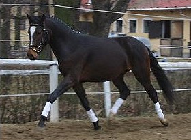 zitnas picatcho 280px