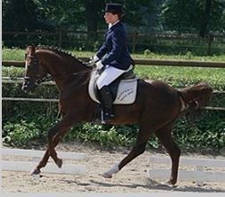 zitnas_senator_200px