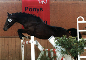 zitnas vespucco01 280px