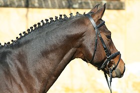 zitnas vespucco 280px