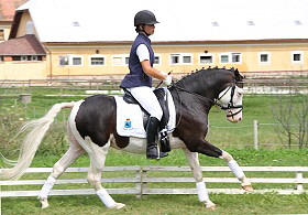 no limit galopp 2 280px